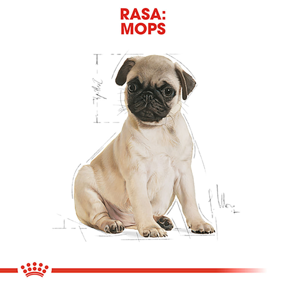 ROYAL CANIN Pug Puppy, hrană uscată câini junior, 1.5kg - 3 | YEO