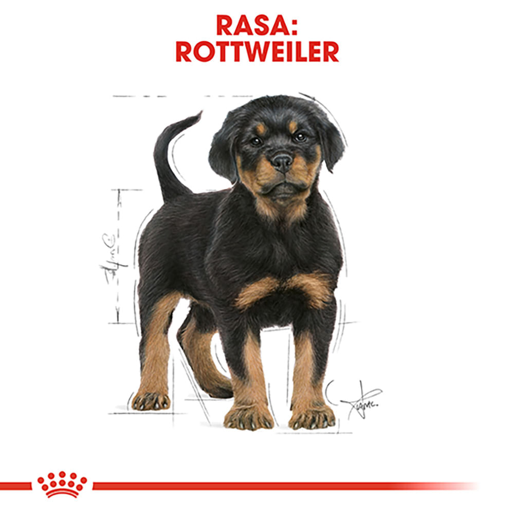 ROYAL CANIN Rottweiller Puppy, hrană uscată câini junior, 12kg - 3 | YEO