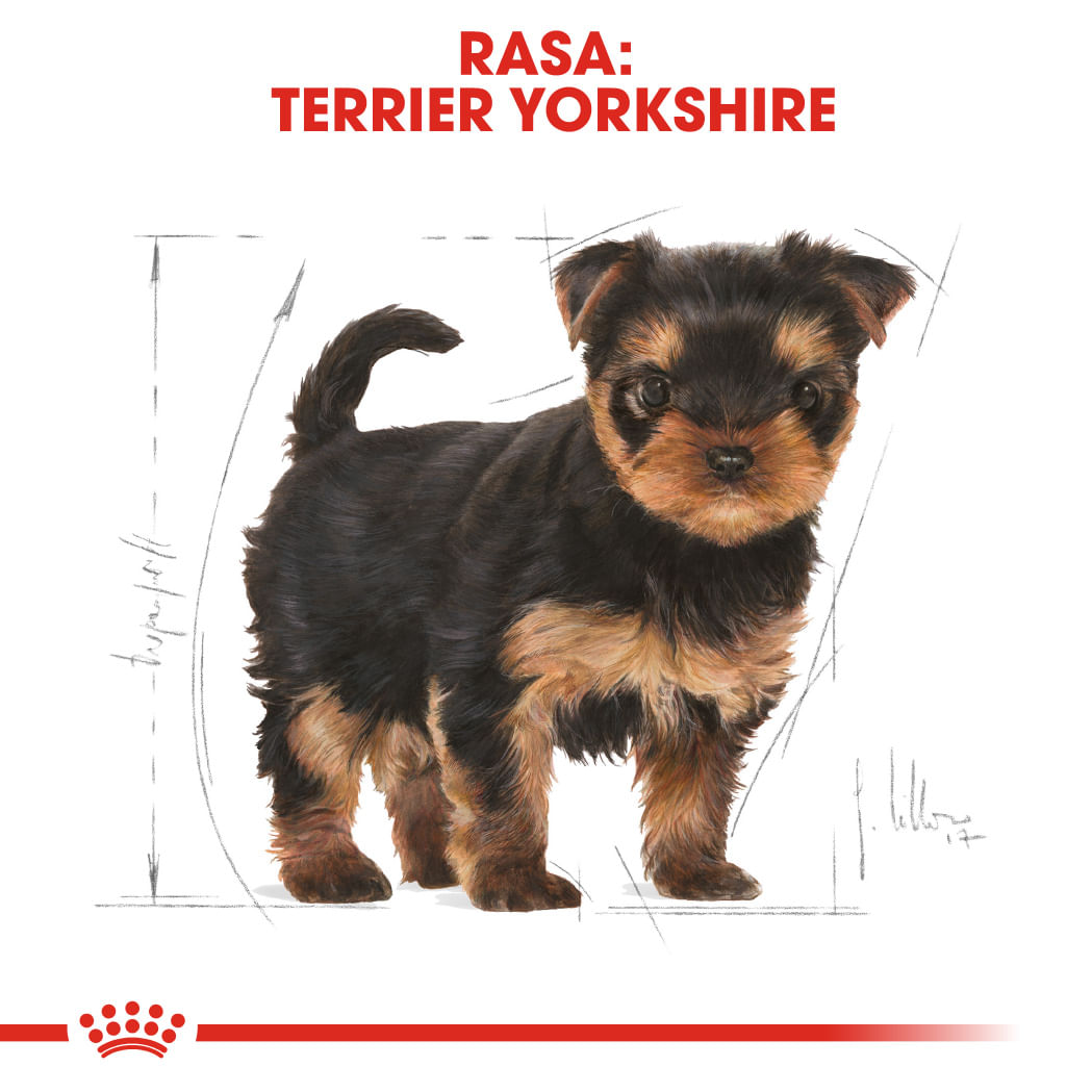 ROYAL CANIN Yorkshire Puppy, hrană uscată câini junior, 500g - 3 | YEO