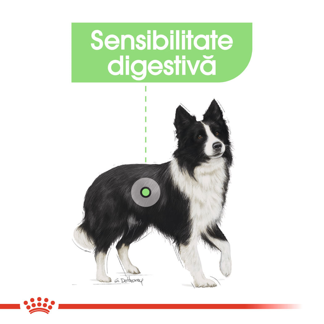 ROYAL CANIN Medium Digestive Care, hrană uscată câini, confort digestiv, 3kg - 3 | YEO