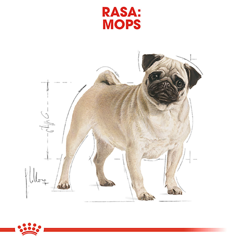 ROYAL CANIN Pug Adult, hrană uscată câini, 1.5kg - 3 | YEO