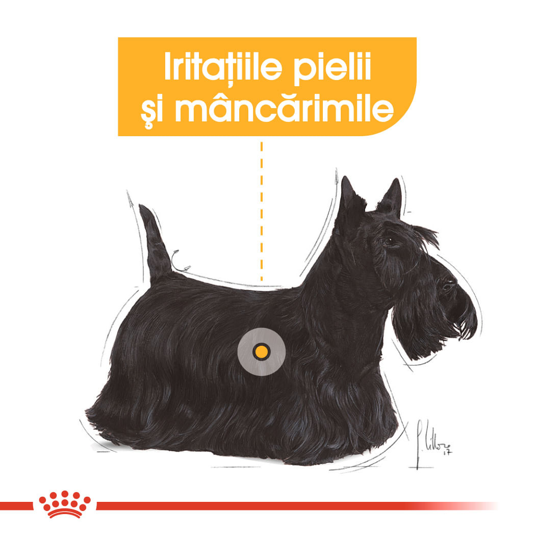 ROYAL CANIN Mini Dermacomfort, hrană uscată câini, prevenirea iritațiilor pielii, 1kg - 3 | YEO