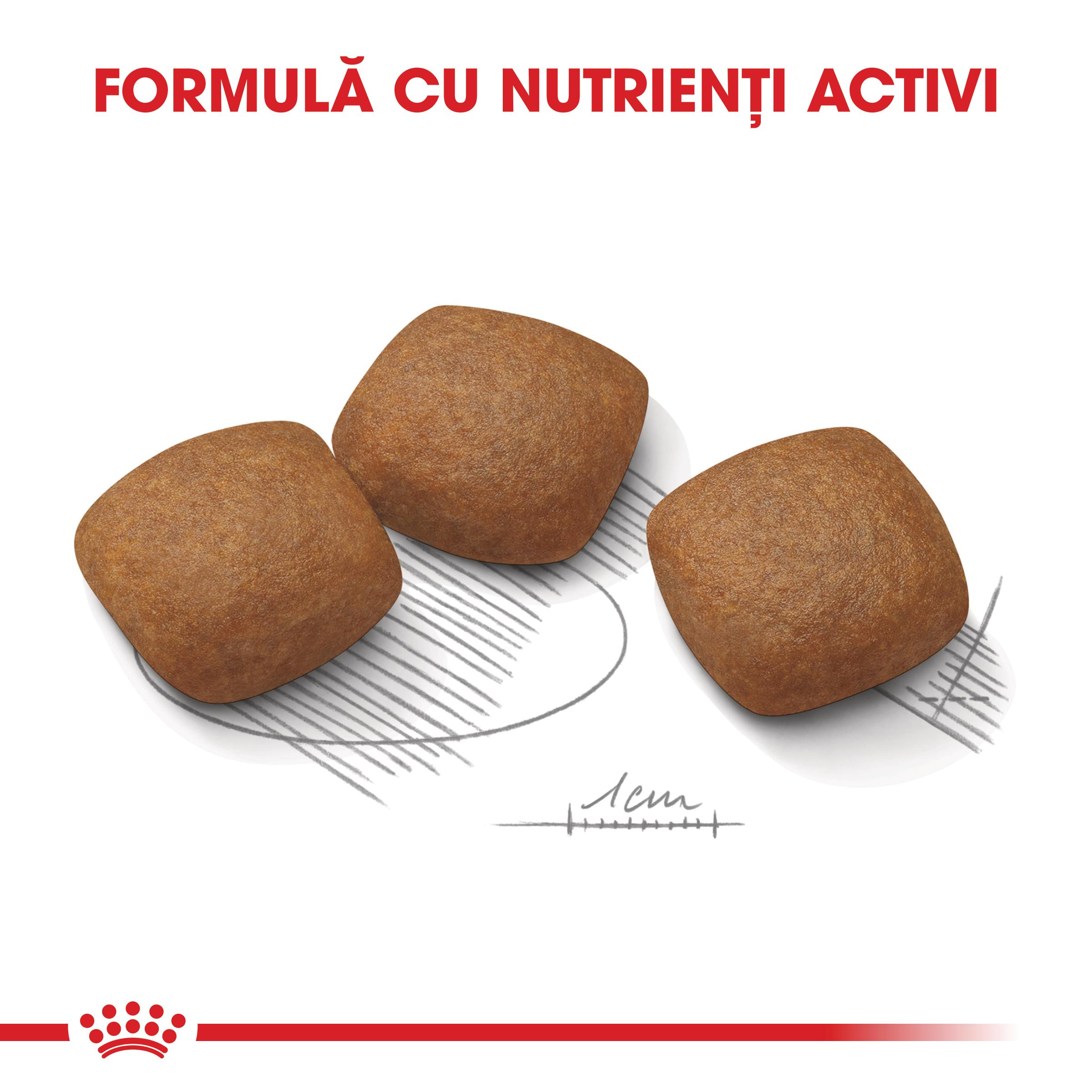 ROYAL CANIN Maxi Joint Care, hrană uscată câini, îngrijirea articulațiilor, 10kg