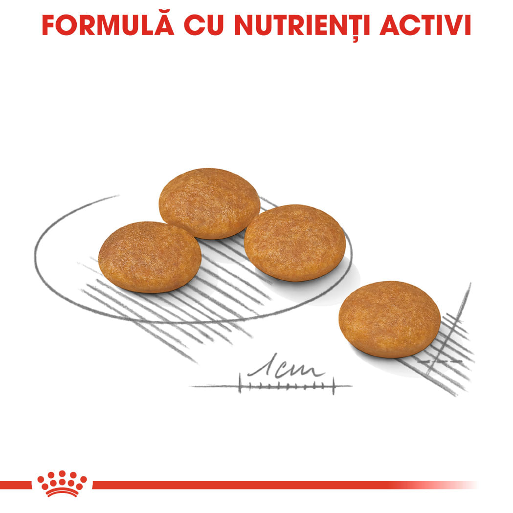 ROYAL CANIN Mini Dermacomfort, hrană uscată câini, prevenirea iritațiilor pielii, 3kg