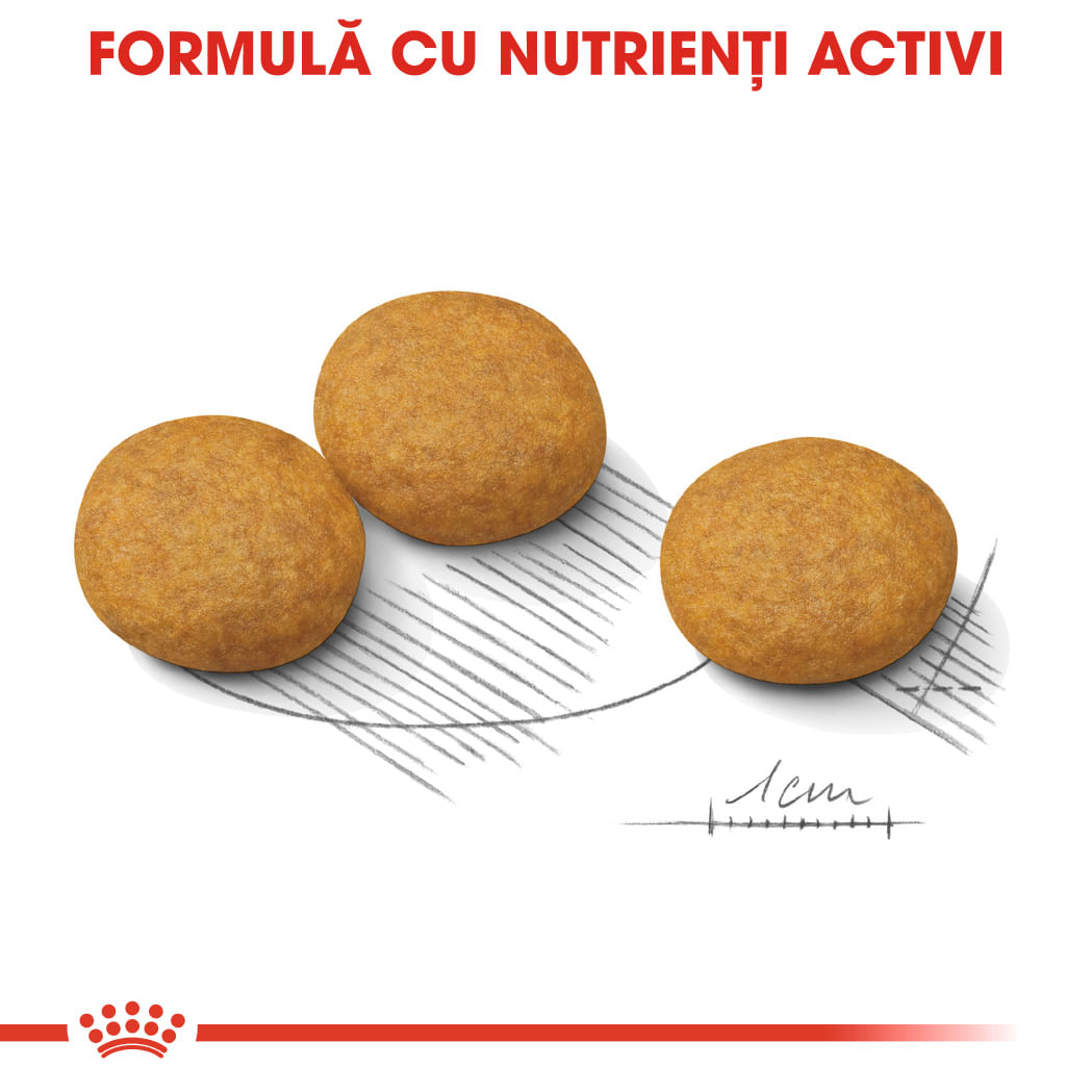 ROYAL CANIN Medium Dermacomfort, hrană uscată câini, prevenirea iritațiilor pielii, 12kg