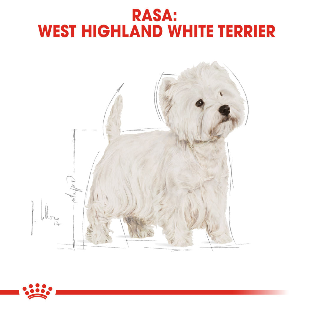 ROYAL CANIN West Highland Terrier Adult, hrană uscată câini, 1.5kg - 3 | YEO