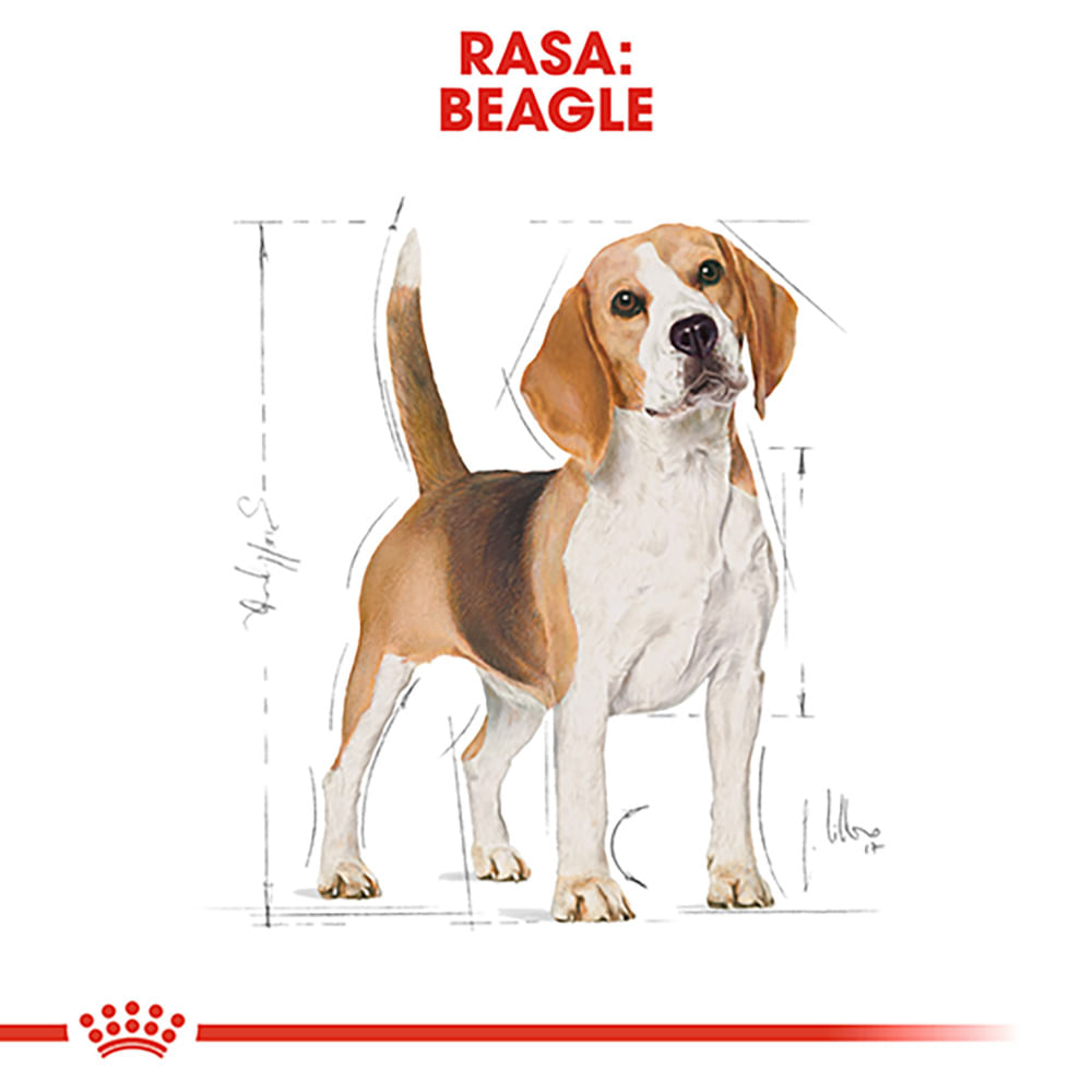 ROYAL CANIN Beagle Adult, hrană uscată câini, 3kg - 3 | YEO