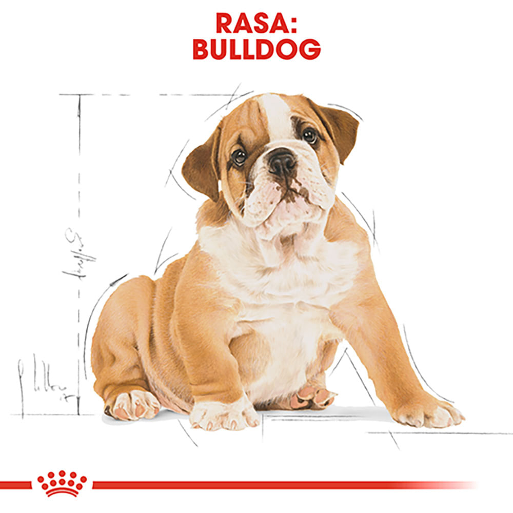 ROYAL CANIN Bulldog Puppy hrană uscată câini junior, 3kg - 3 | YEO