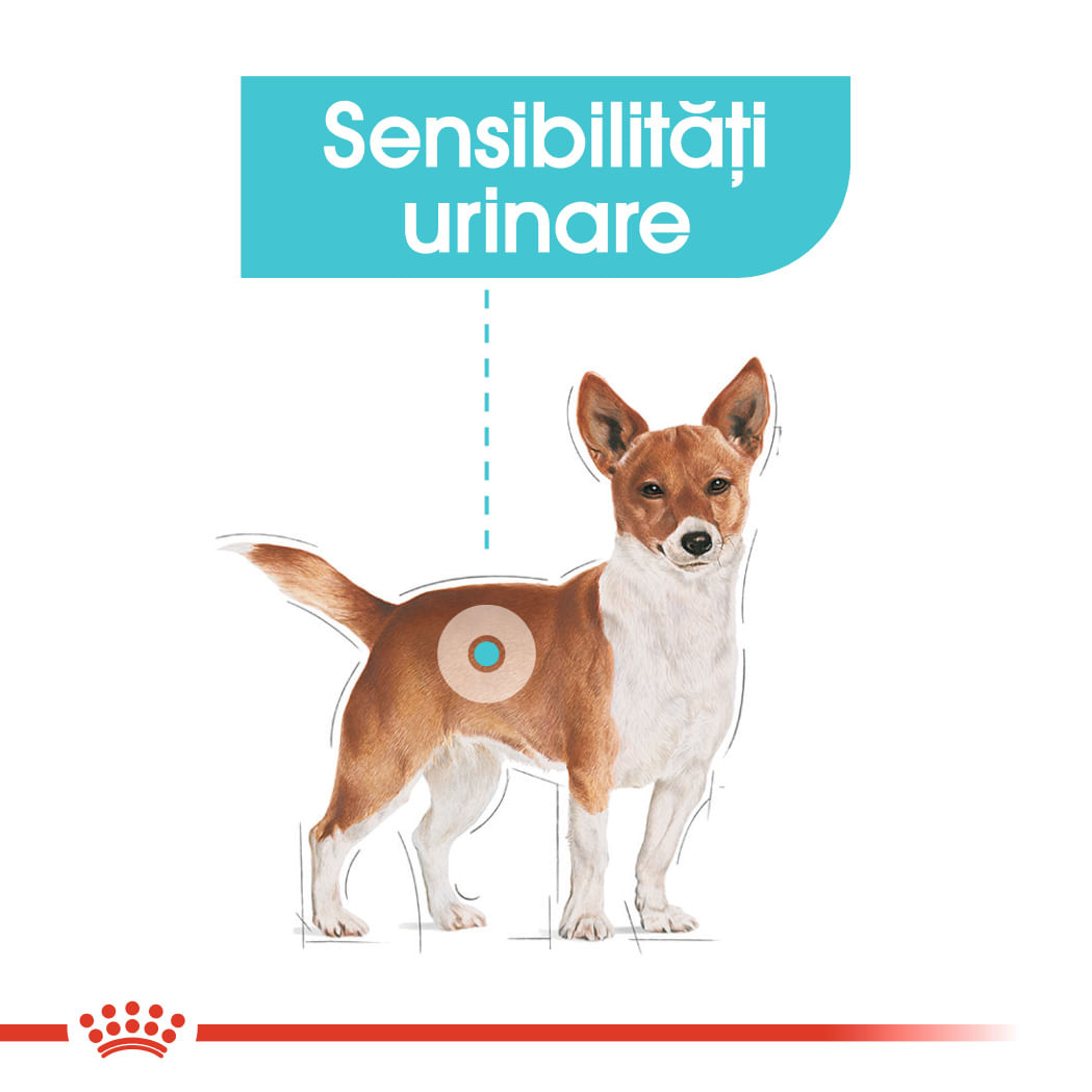 ROYAL CANIN Mini Urinary Care, hrană uscată câini, sănătatea tractului urinar, 8kg - 3 | YEO