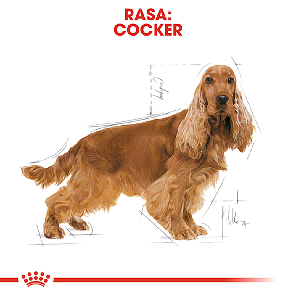 ROYAL CANIN Cocker Adult, hrană uscată câini, 3kg - 3 | YEO