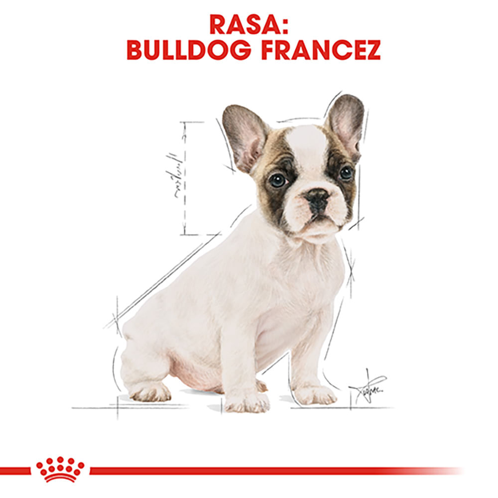 ROYAL CANIN French Bulldog Puppy, hrană uscată câini junior, 3kg - 3 | YEO