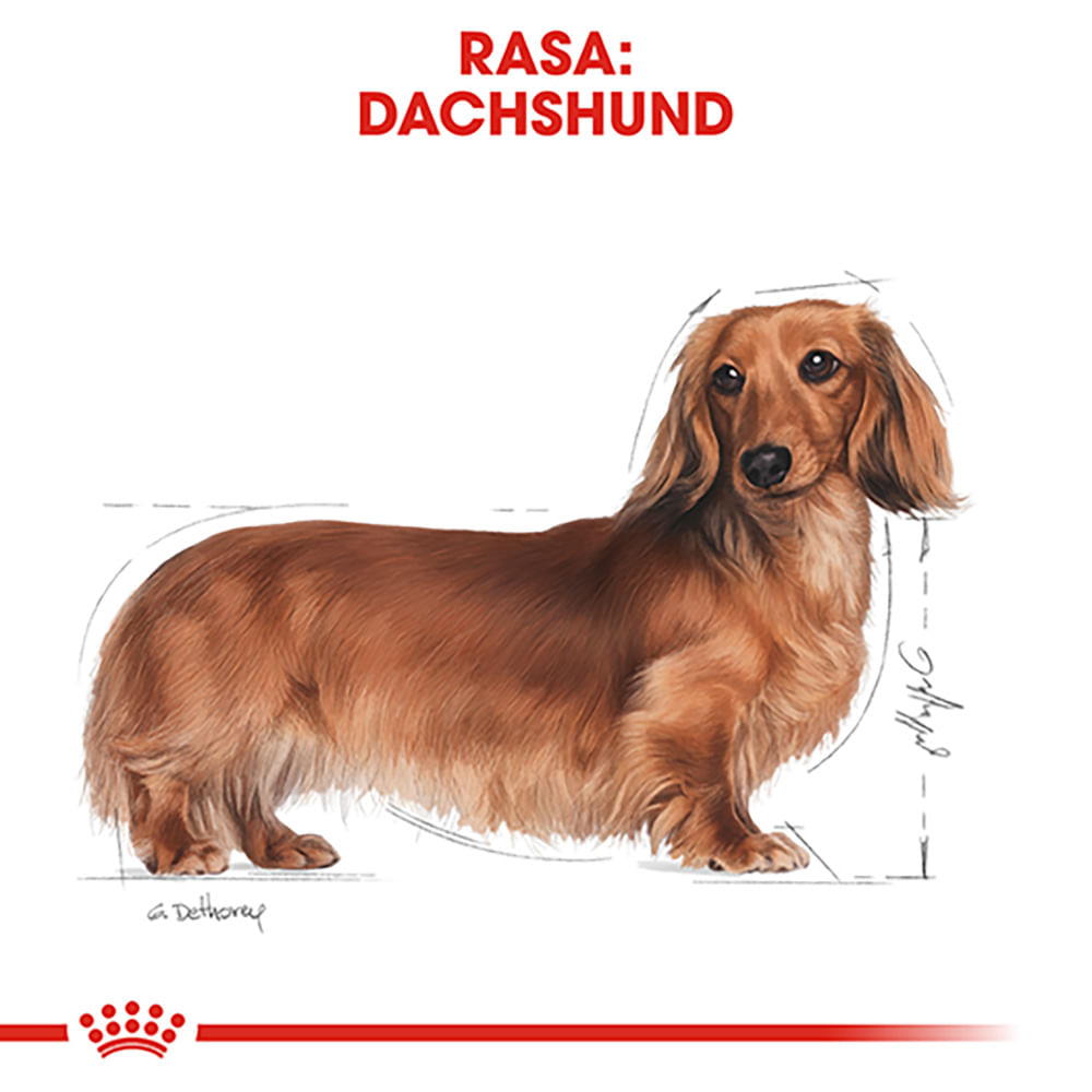 ROYAL CANIN Dachshund Adult, hrană uscată câini, 1.5kg - 3 | YEO