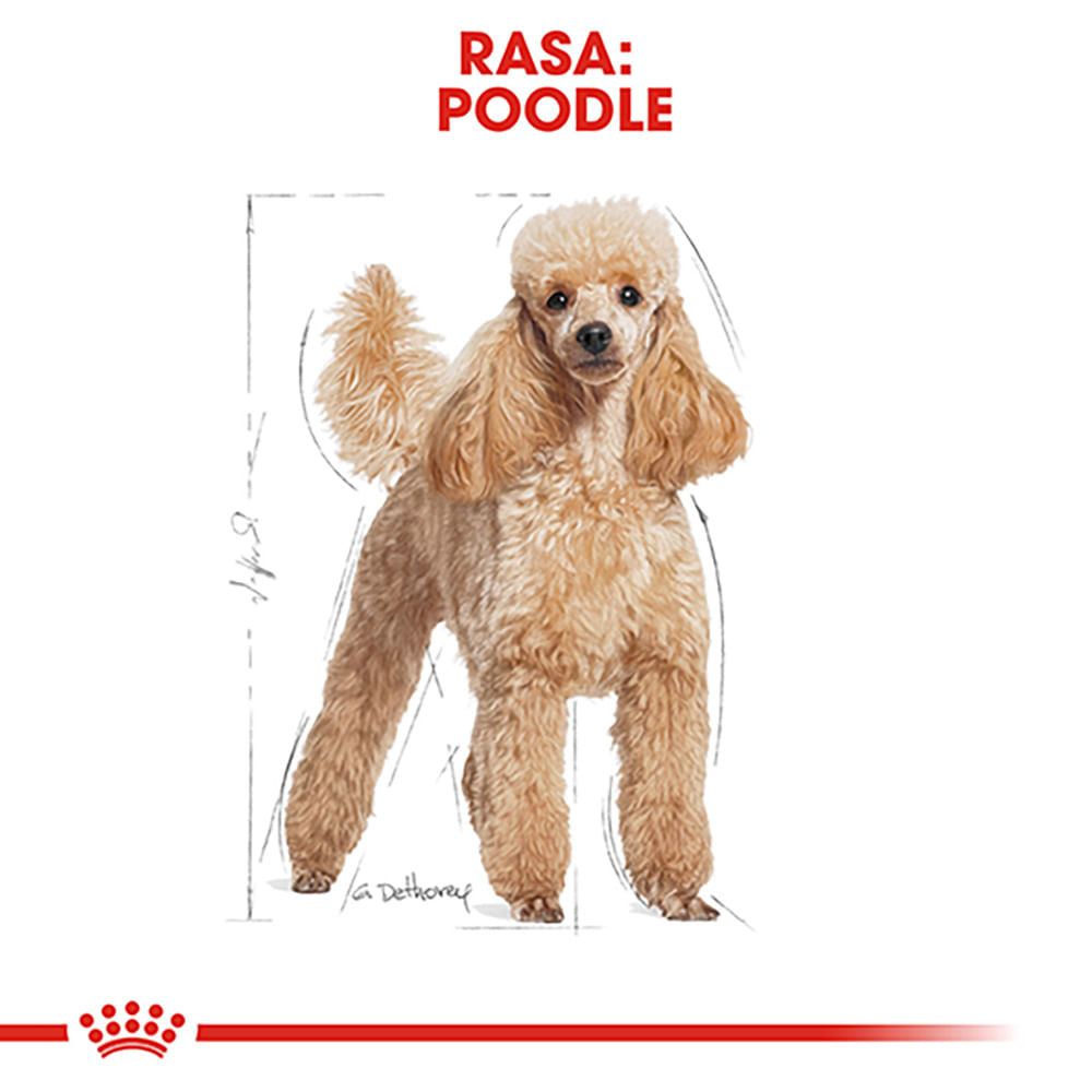 ROYAL CANIN Poodle Adult, hrană uscată câini, 1.5kg - 3 | YEO