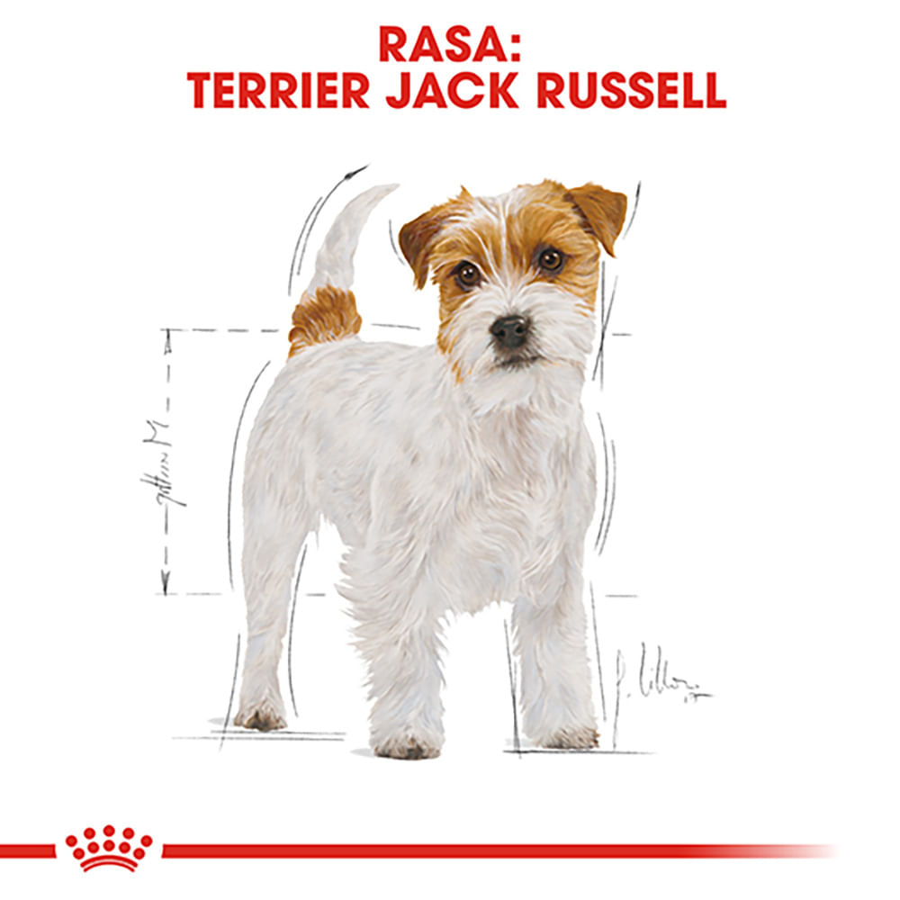 ROYAL CANIN Jack Russel Adult, hrană uscată câini, 1.5kg - 3 | YEO