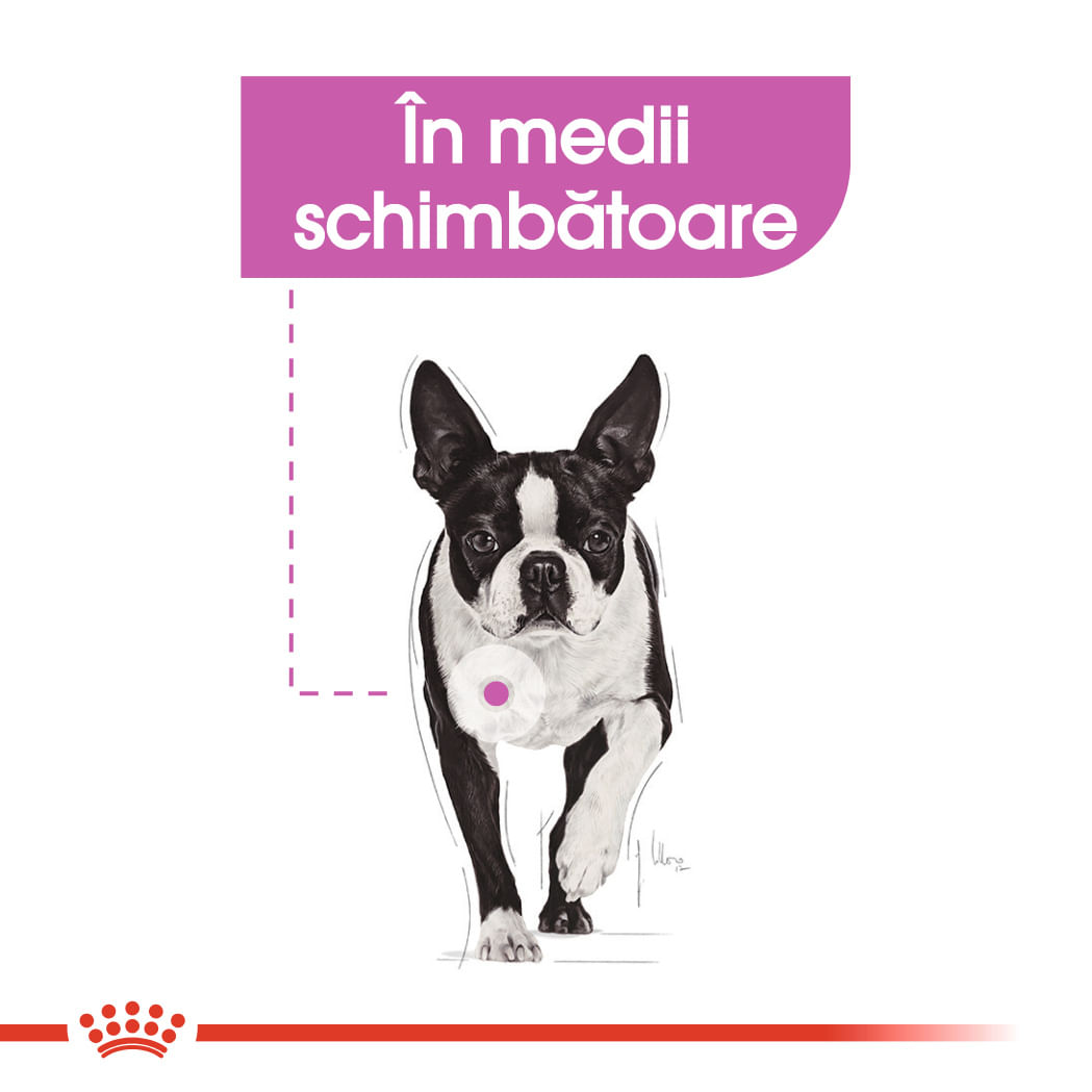 ROYAL CANIN Mini Relax Care hrană uscată câini adaptarea la medii în schimbare, 1kg - 3 | YEO