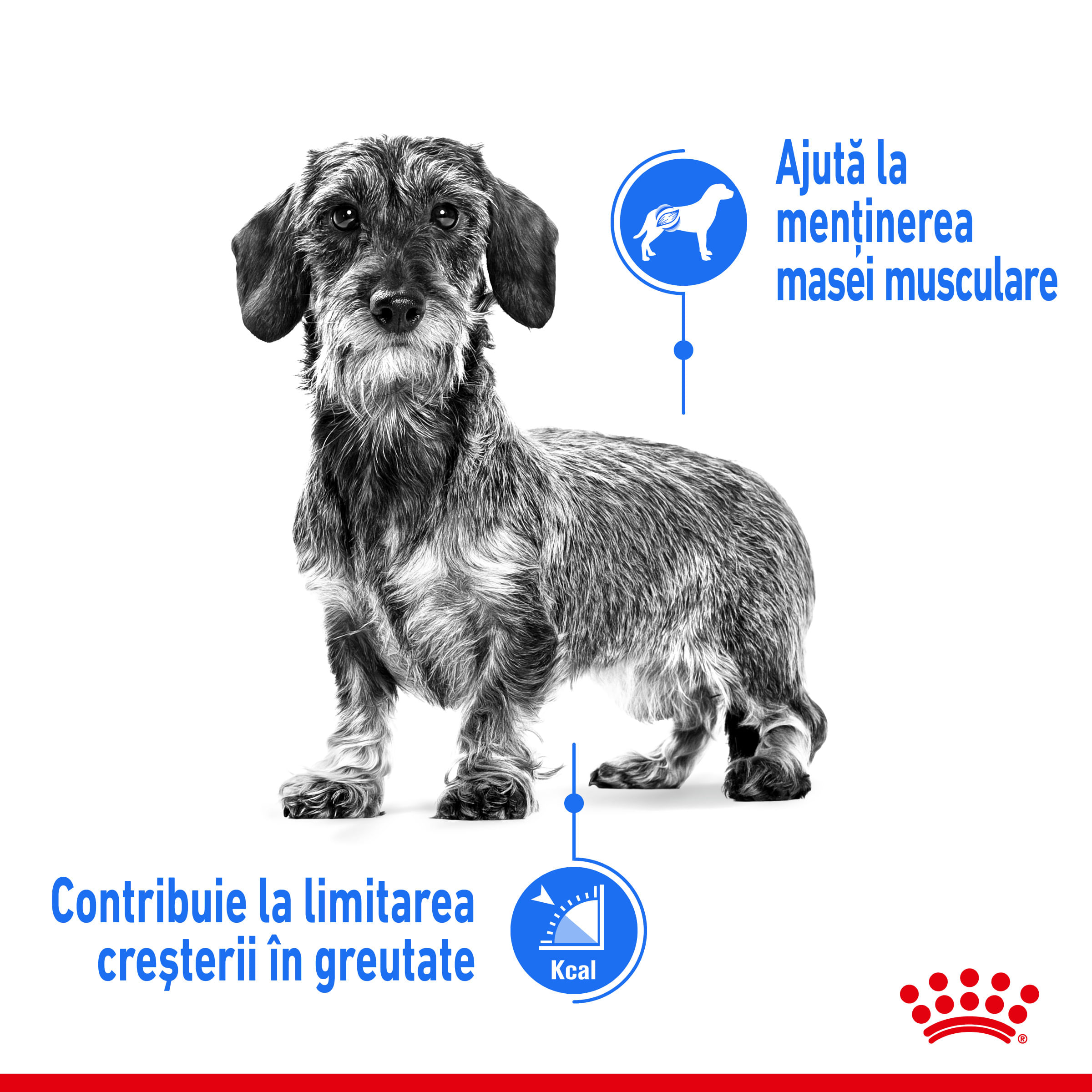 ROYAL CANIN Mini Light Weight Care Adult, hrană uscată câini, limitarea creșterii în greutate, 1kg - 3 | YEO