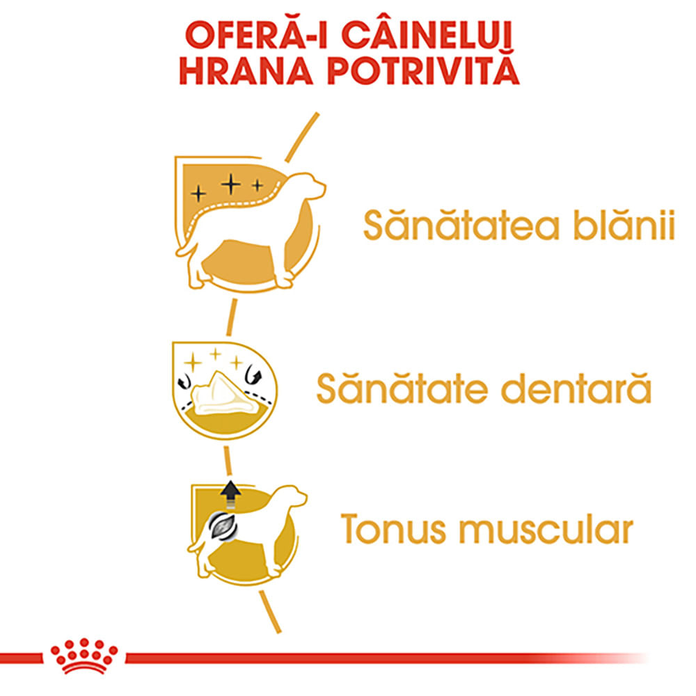 ROYAL CANIN Poodle Adult, hrană uscată câini, 1.5kg