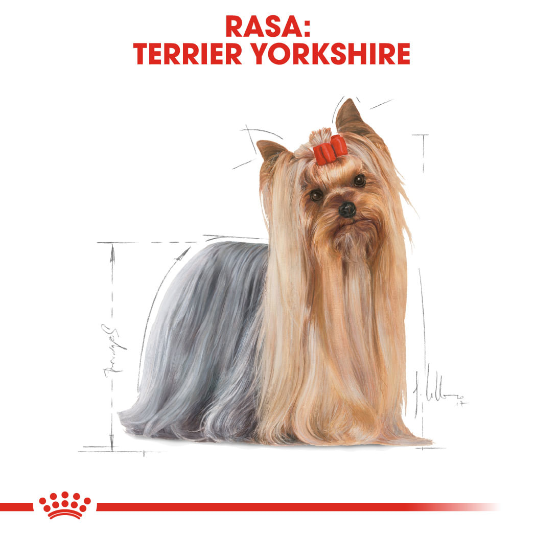 ROYAL CANIN Yorkshire Adult hrană umedă câini (pate), bax, 85g x 12buc - 2 | YEO