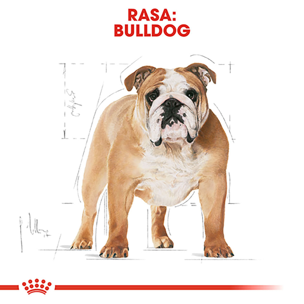 ROYAL CANIN Bulldog Adult, hrană uscată câini, 12kg - 3 | YEO