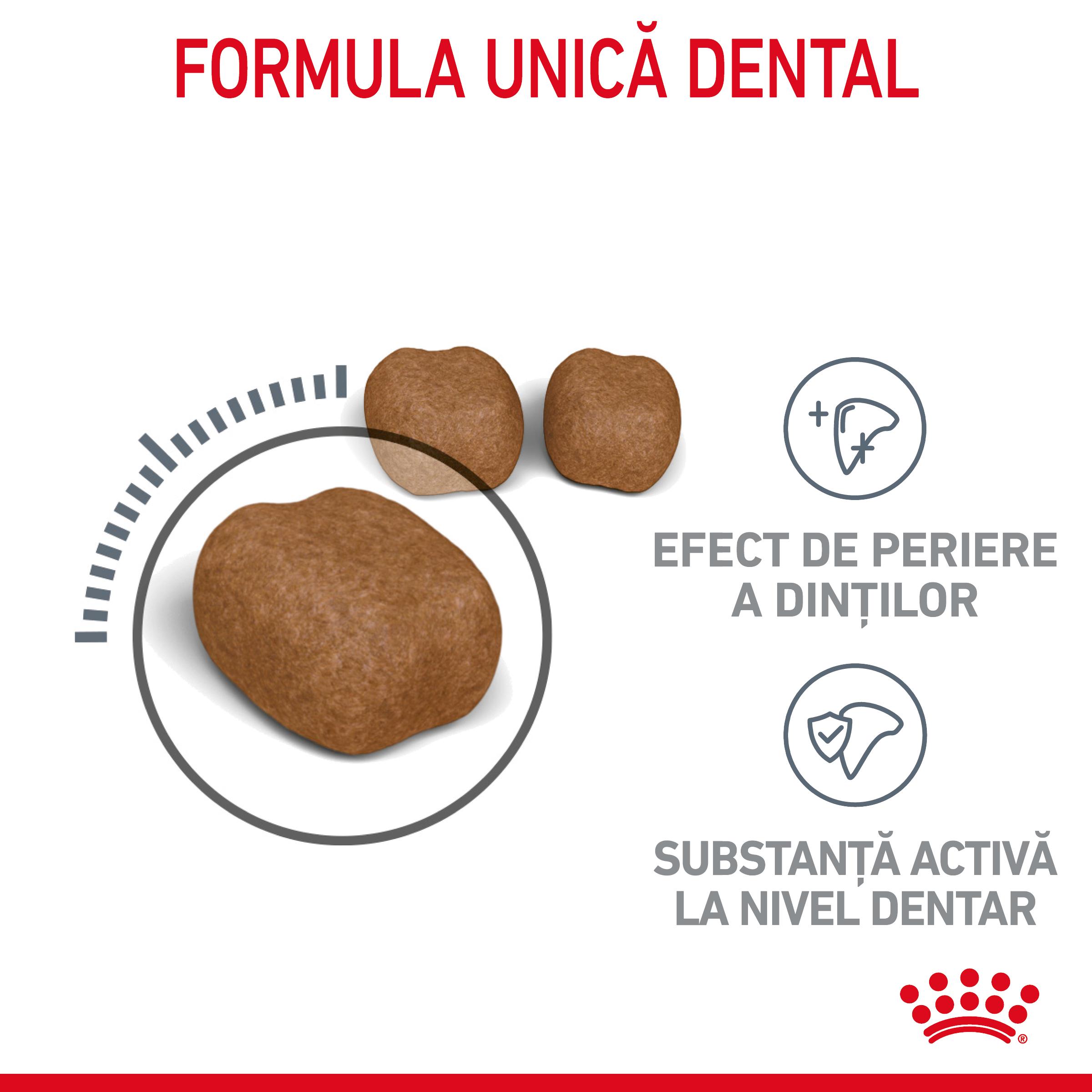 ROYAL CANIN Dental Care Adult, hrană uscată pisici, reducerea formării tartrului, 400g - 3 | YEO