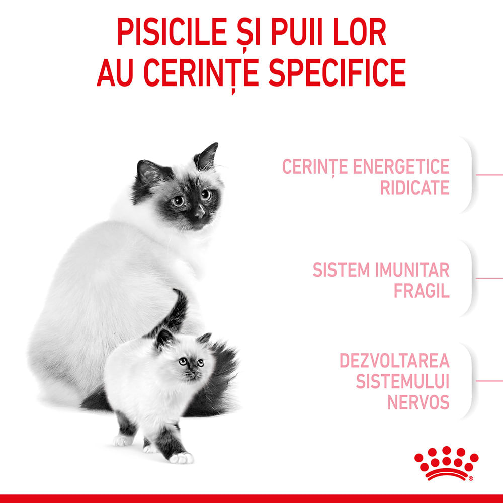 ROYAL CANIN Mother & BabyCat, hrană uscată pisici, mama și puiul, 400g - 3 | YEO