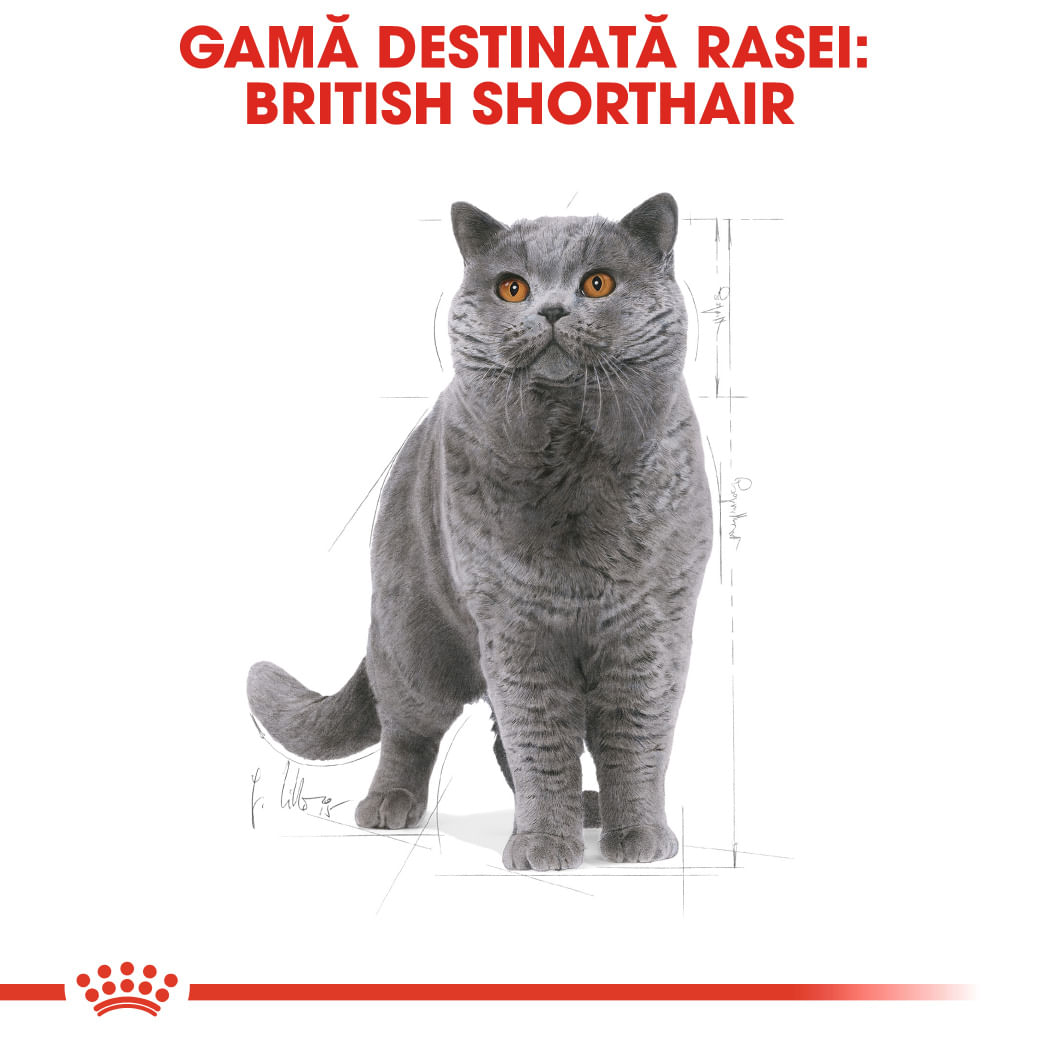 ROYAL CANIN British Shorthair Adult, hrană uscată pisici, 400g - 3 | YEO