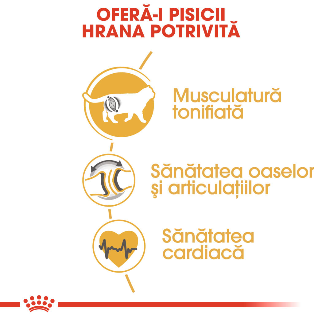 ROYAL CANIN British Shorthair Adult, hrană uscată pisici, 400g