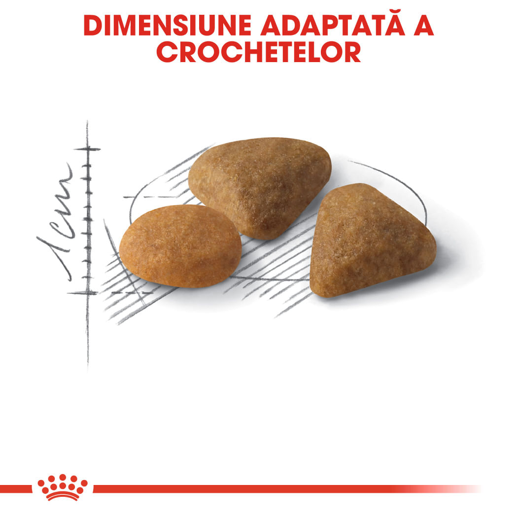 ROYAL CANIN Exigent Savour Adult, hrană uscată pisici, apetit capricios, 10+2kg GRATUIT
