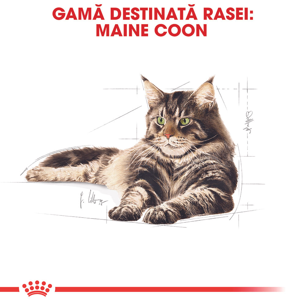 ROYAL CANIN Maine Coon Adult, hrană umedă pisici, (în sos), 85g - 2 | YEO