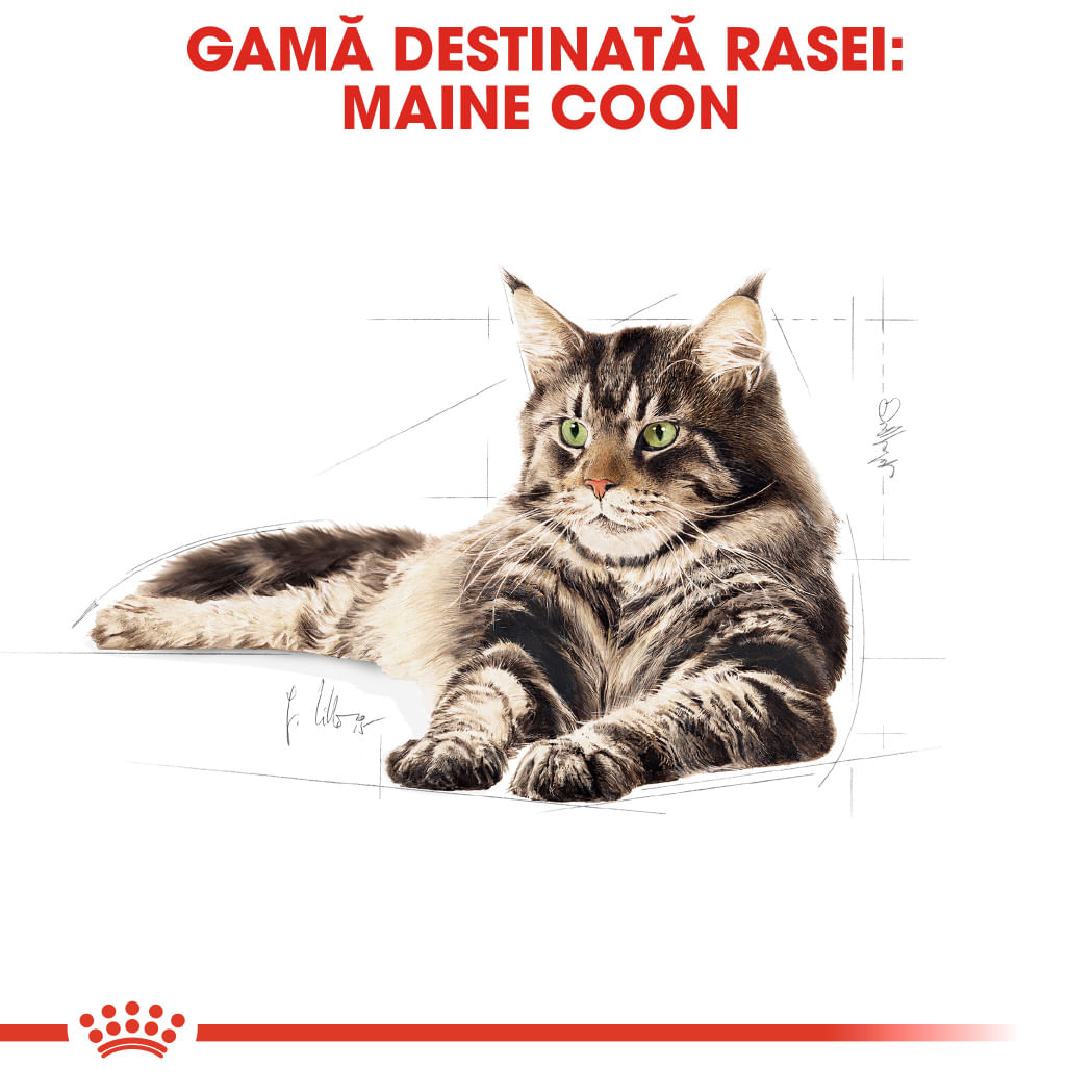 ROYAL CANIN Maine Coon Adult, hrană uscată pisici, 10kg - 3 | YEO