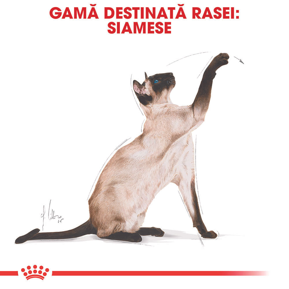 ROYAL CANIN Siamese Adult, hrană uscată pisici, 2kg - 3 | YEO