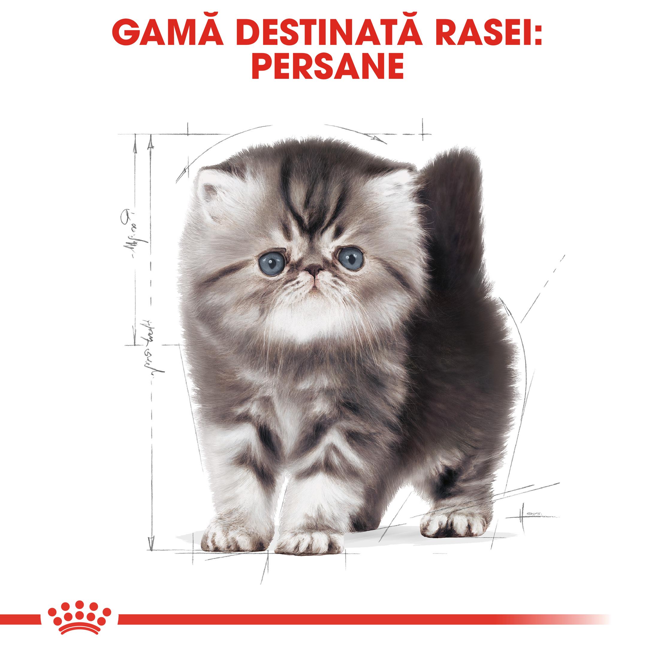 ROYAL CANIN Persian Kitten, hrană uscată pisici junior, 400g - 3 | YEO