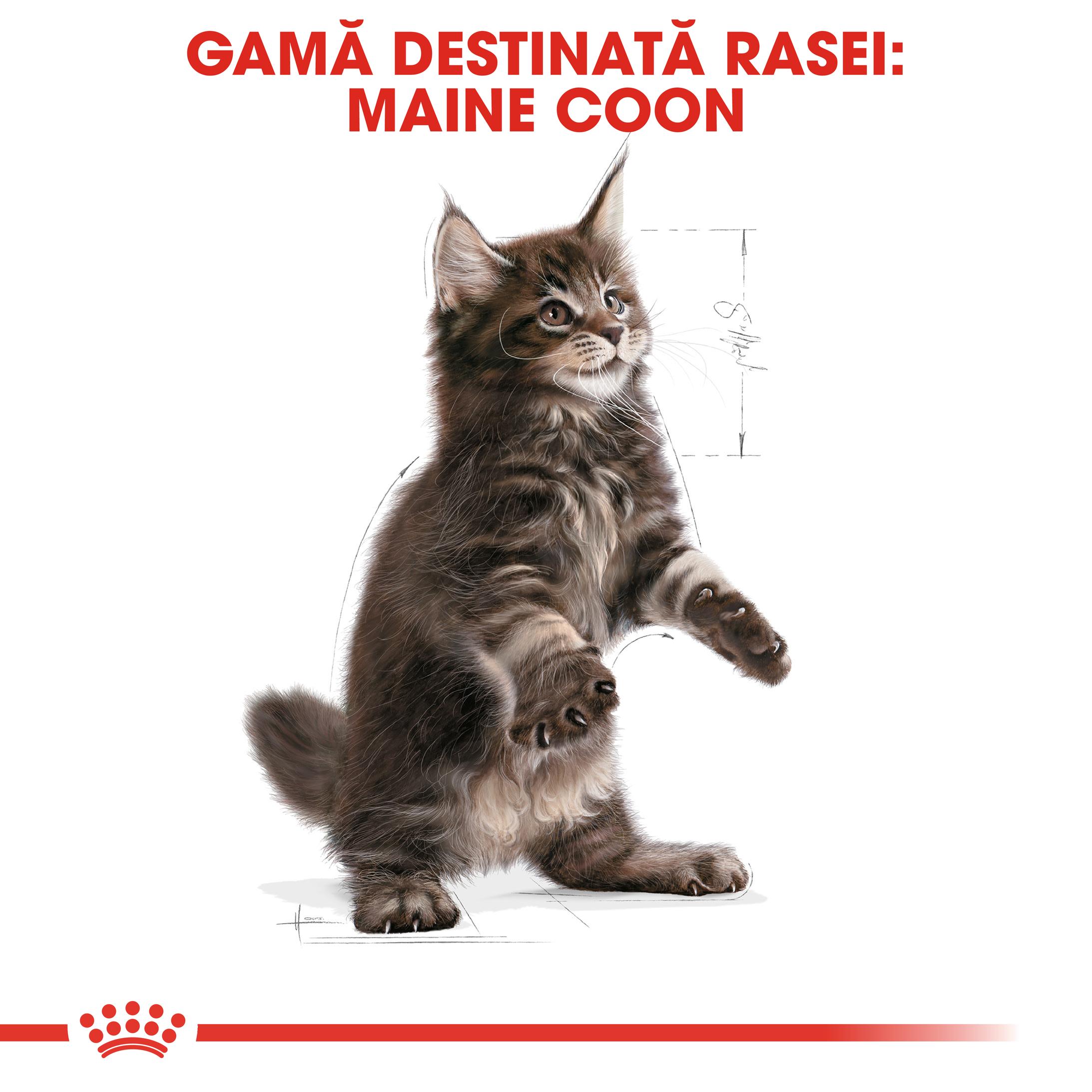 ROYAL CANIN Maine Coon Kitten, hrană uscată pisici junior, 2kg - 3 | YEO