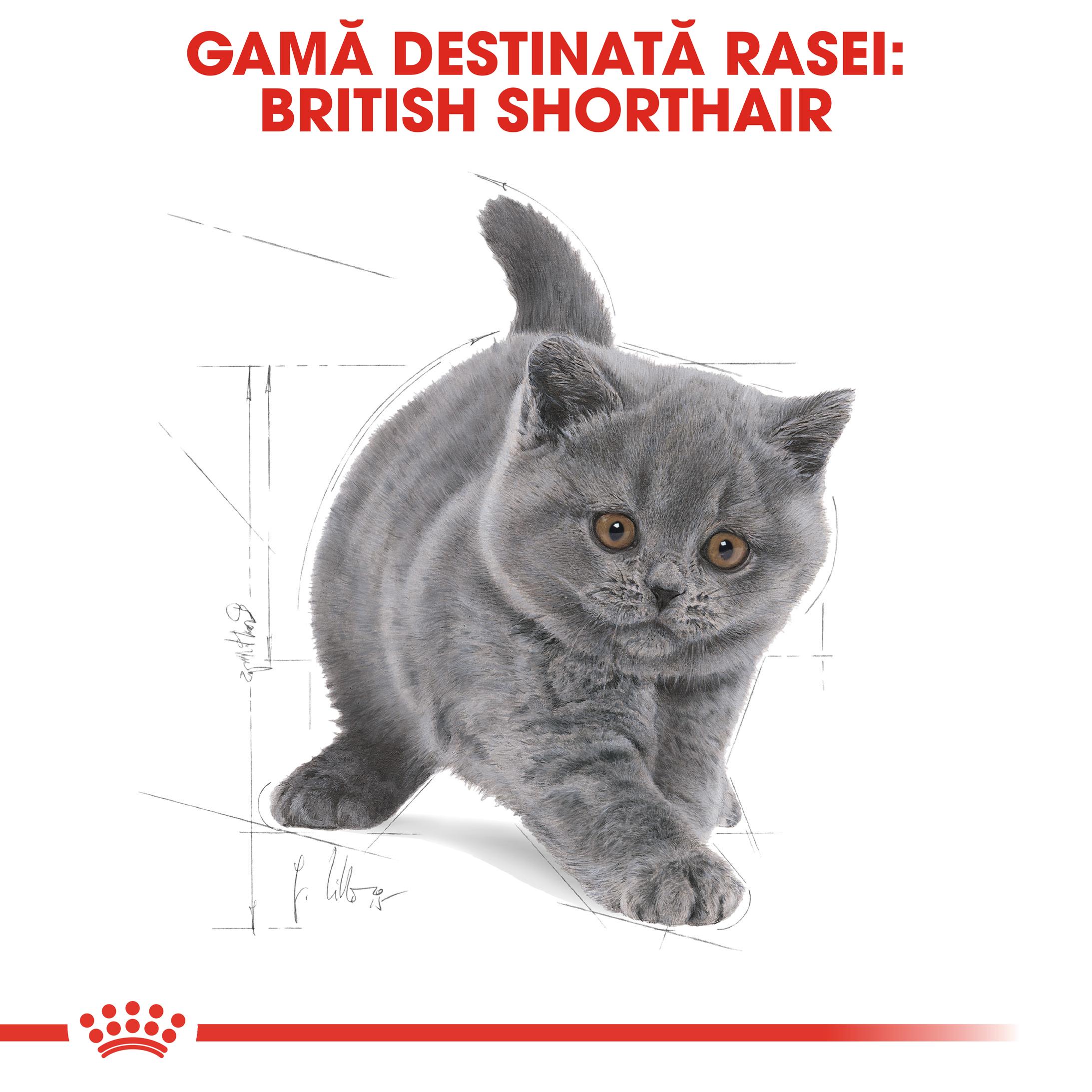 ROYAL CANIN British Shorthair Kitten, hrană uscată pisici junior, 400g - 3 | YEO