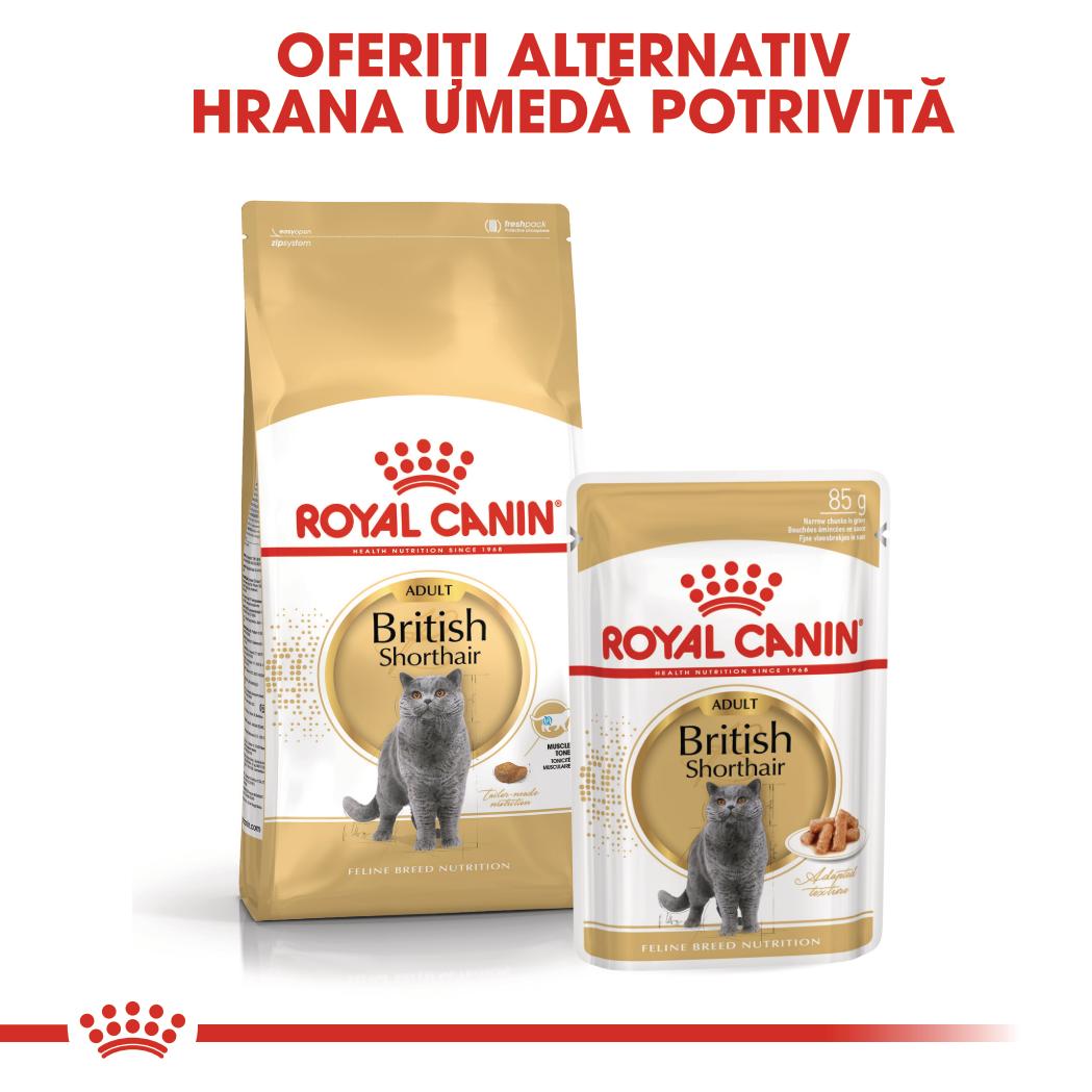 ROYAL CANIN British Shorthair Adult, hrană umedă pisici, (în sos), 85g