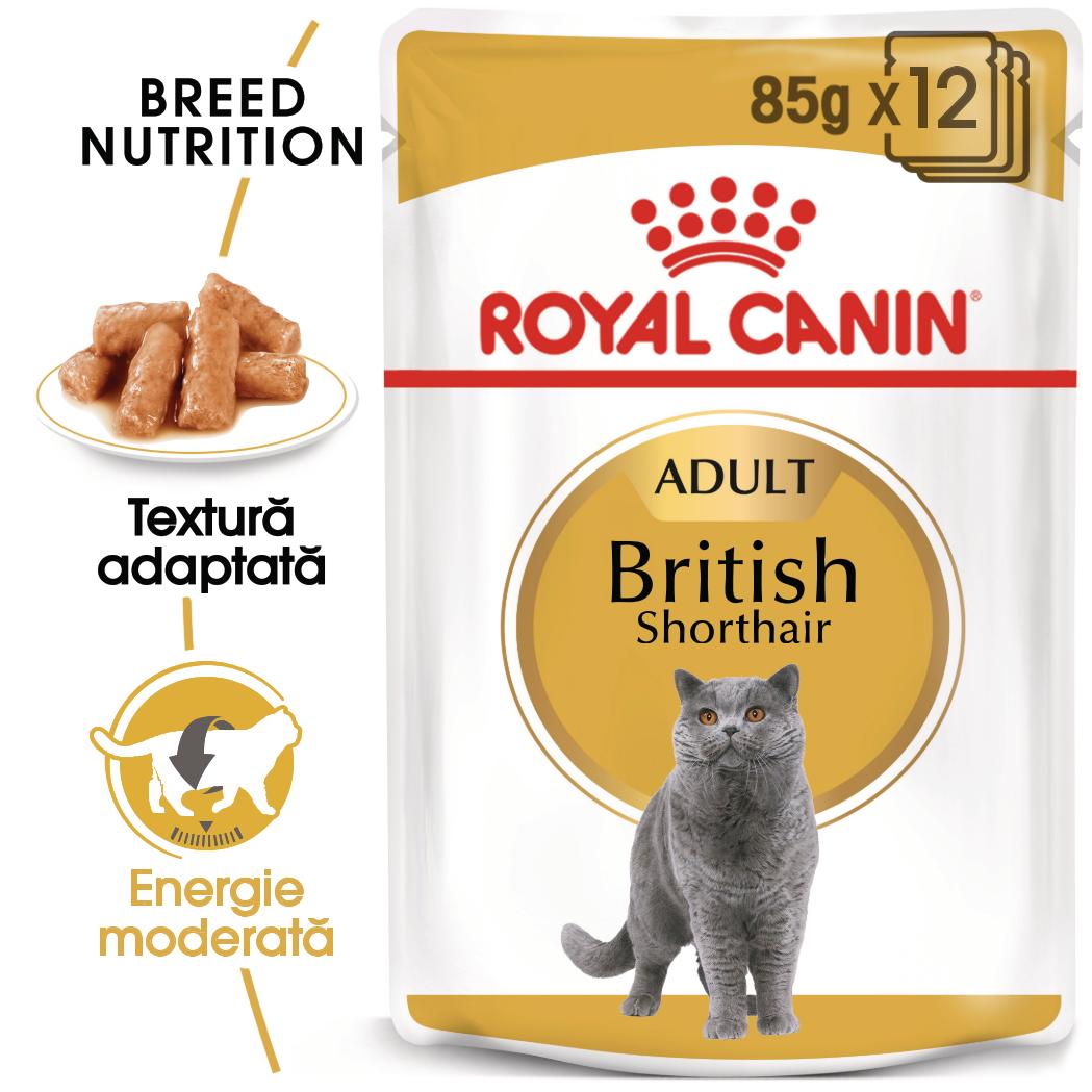 ROYAL CANIN British Shorthair Adult, hrană umedă pisici, (în sos), bax, 85g x 12buc