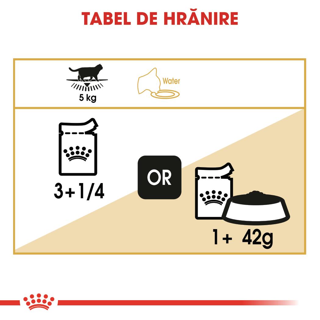 ROYAL CANIN British Shorthair Adult, hrană umedă pisici, (în sos), bax, 85g x 12buc
