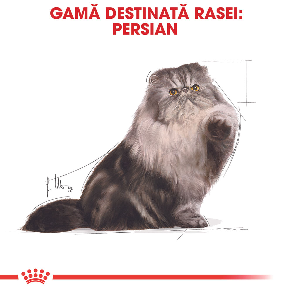 ROYAL CANIN Persian Adult, hrană umedă pisici, (pate), 85g - 2 | YEO