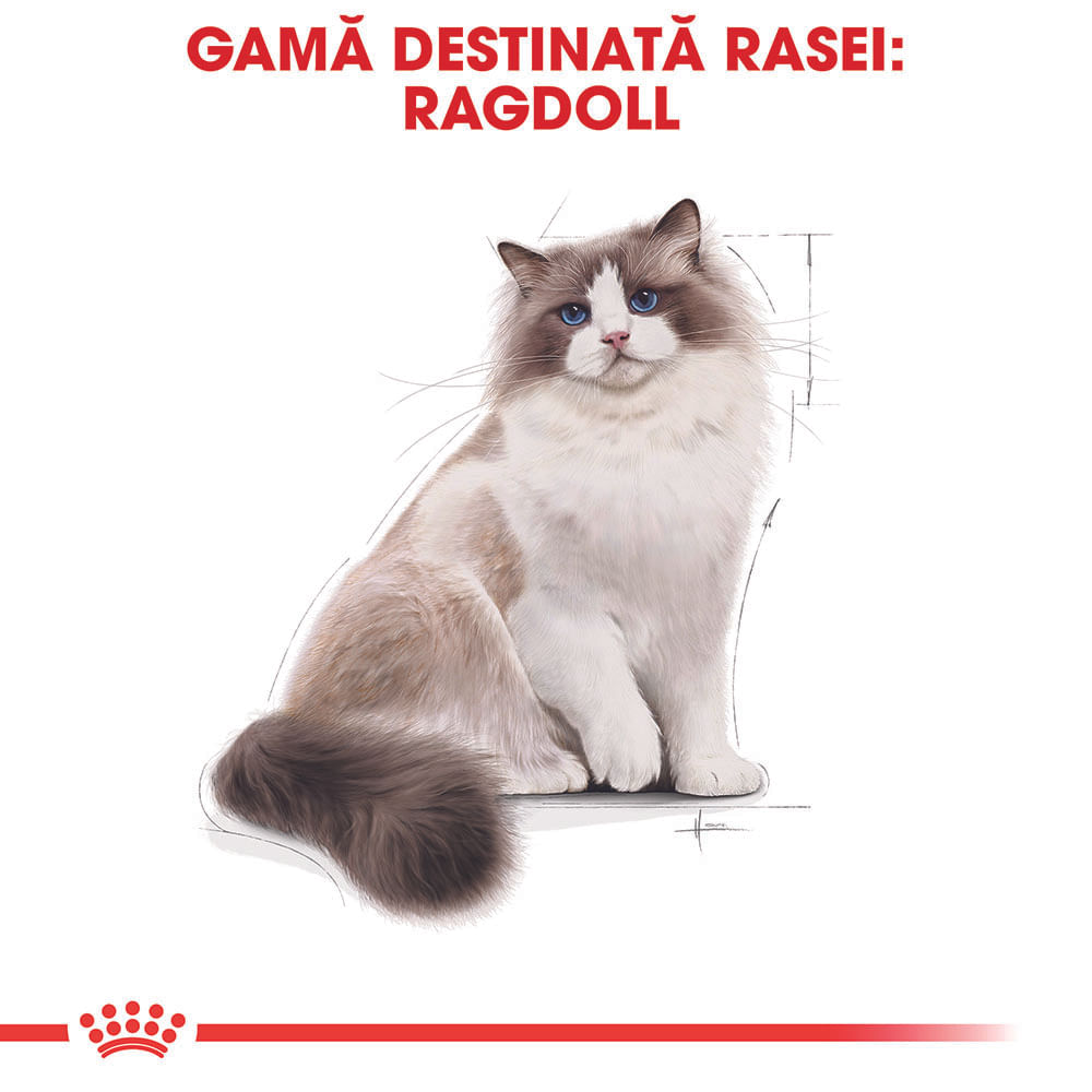 ROYAL CANIN Ragdoll Adult hrană uscată pisici, 2kg - 3 | YEO