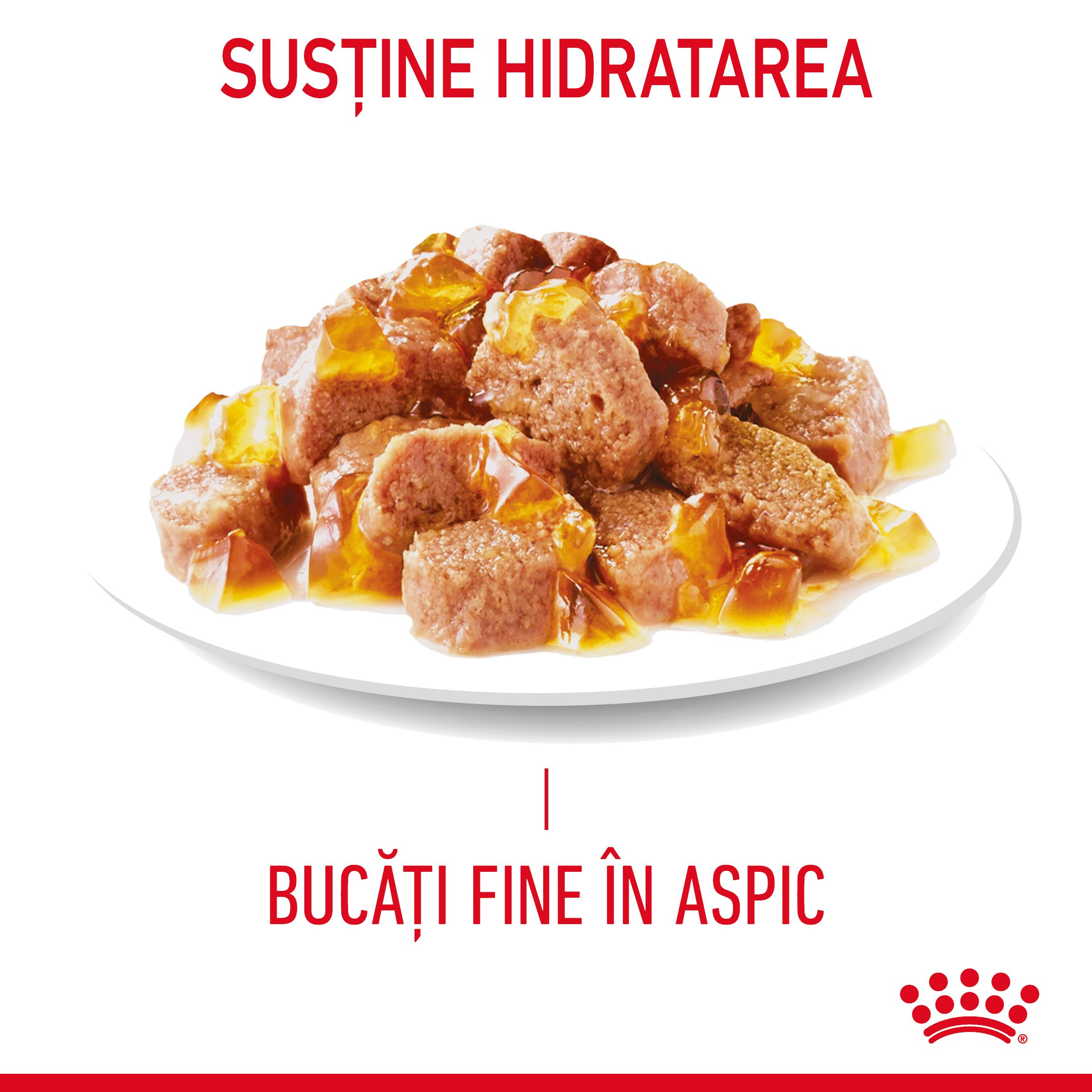 ROYAL CANIN Urinary Care Adult hrană umedă pisici sănătatea tractului urinar (în aspic), 85g - 3 | YEO