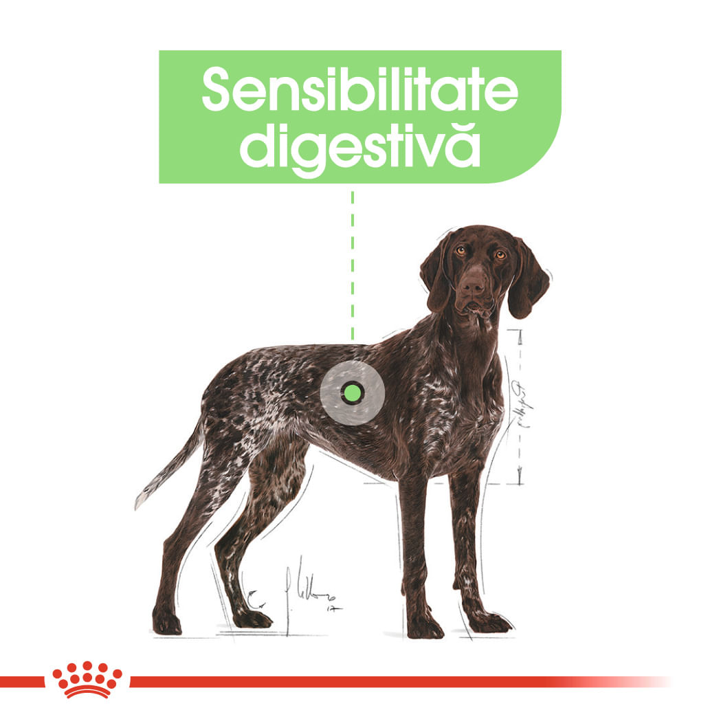 ROYAL CANIN Maxi Digestive Care, hrană uscată câini, confort digestiv, 12kg - 3 | YEO