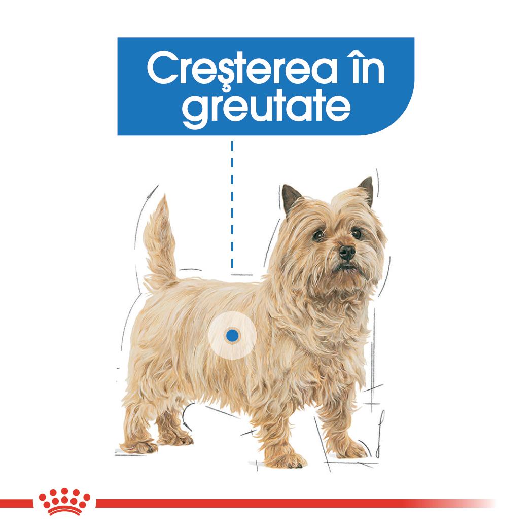 ROYAL CANIN Light Weight Care Adult, hrană umedă câini, limitarea creșterii în greutate, (pate), 85g - 3 | YEO