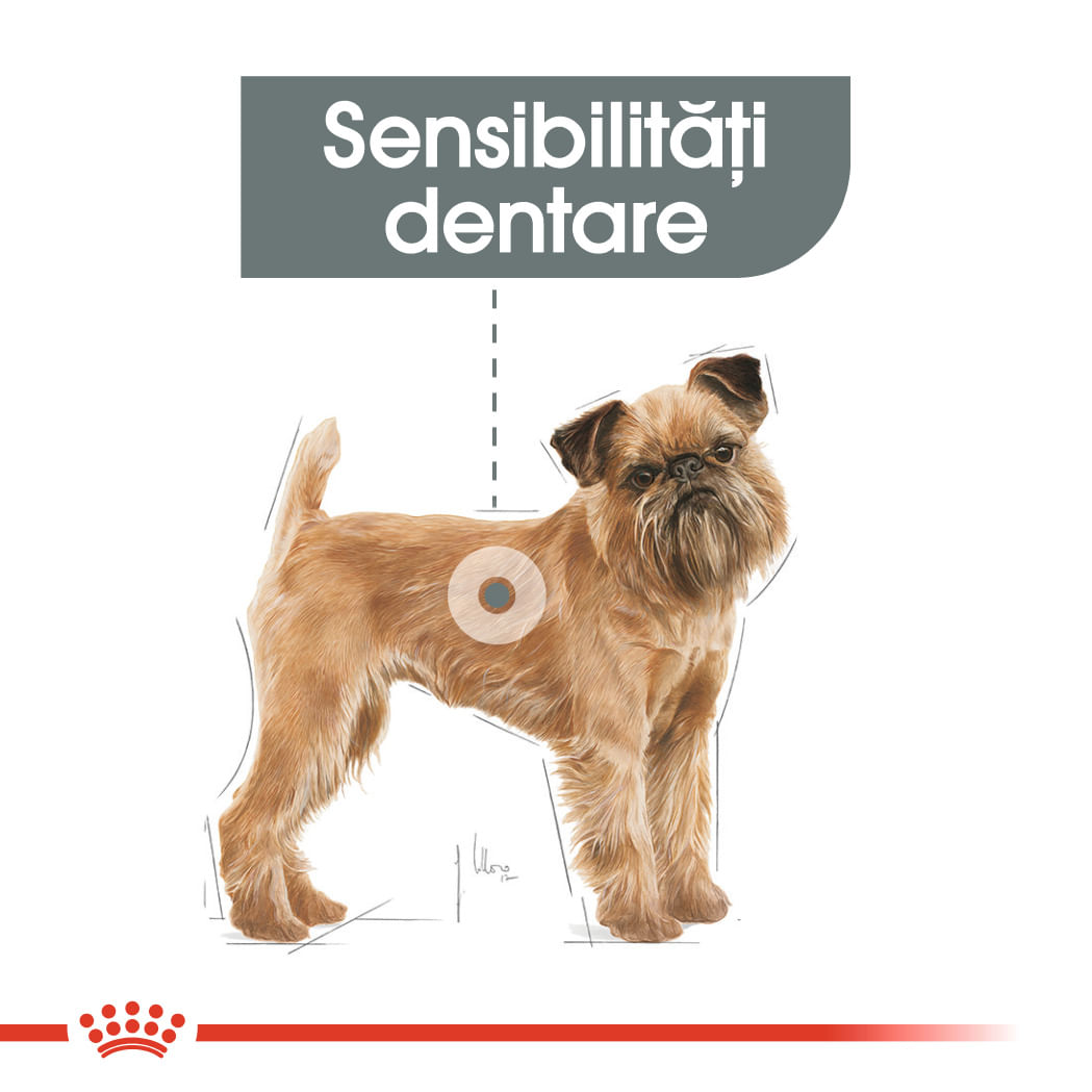 ROYAL CANIN Mini Dental Care Adult, hrană uscată câini, reducerea formării tartrului, 1kg - 3 | YEO