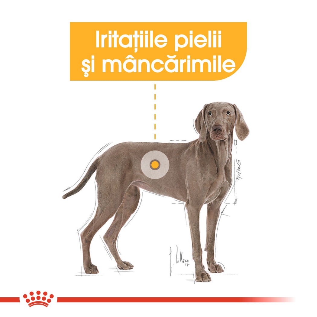 ROYAL CANIN Maxi Dermacomfort, hrană uscată câini, prevenirea iritațiilor pielii, 12kg - 3 | YEO