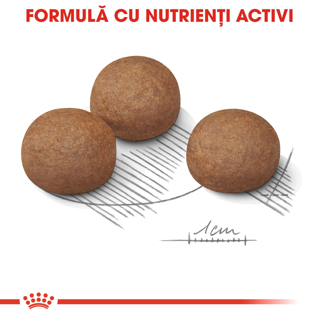 ROYAL CANIN Maxi Digestive Care, hrană uscată câini, confort digestiv, 12kg
