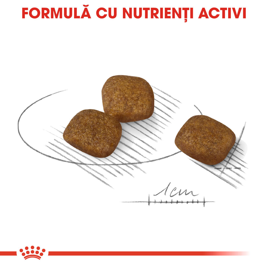 ROYAL CANIN Mini Coat Care Adult, hrană uscată câini, 3kg