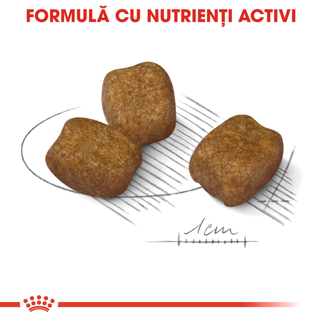 ROYAL CANIN Mini Dental Care Adult, hrană uscată câini, reducerea formării tartrului, 1kg