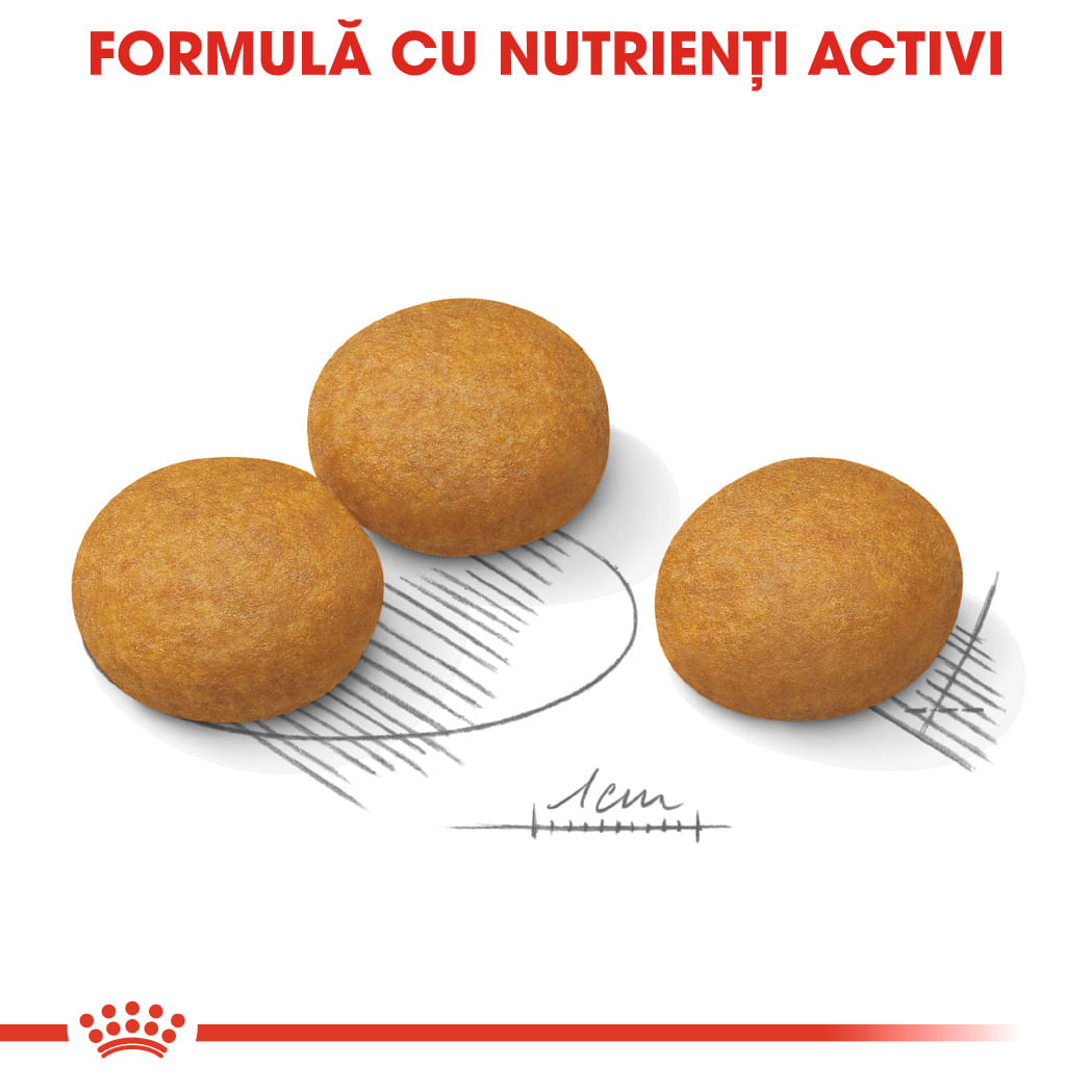 ROYAL CANIN Maxi Dermacomfort, hrană uscată câini, prevenirea iritațiilor pielii, 12kg