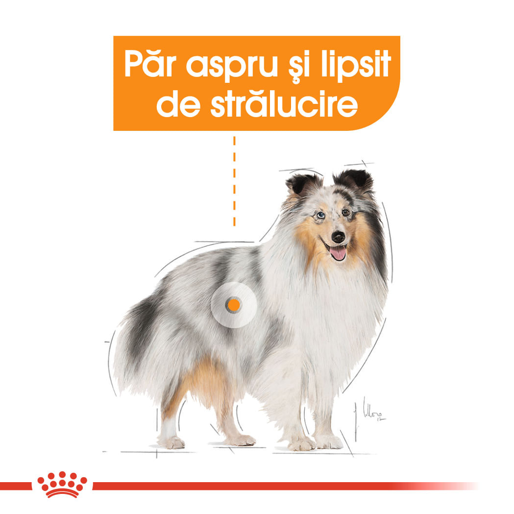 ROYAL CANIN Coat Care Adult, hrană umedă câini, blană sănătoasă și lucioasă, (pate), bax, 85g x 12buc