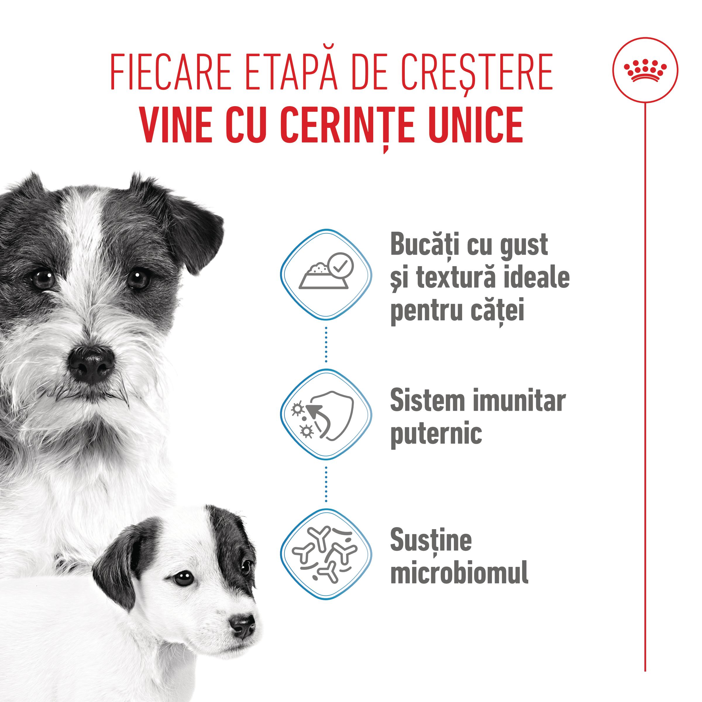 ROYAL CANIN Starter Mousse, mama și puiul, conservă hrană umedă câini, (mousse), 195g